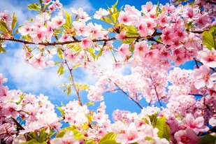 اجرای طرح استقبال از بهار در نهاوند