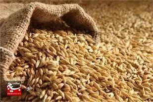 میزان خرید گندم در استان اردبیل به بیش از ۱۹۲ هزار تن رسید