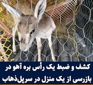 کشف و رهاسازی یک رأس بره&zwnj;آهو در سرپل&zwnj;ذهاب با همکاری محیط زیست و پلیس اطلاعات