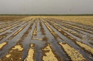 بیش از سه هزار هکتار از زمین&zwnj;های کشاورزی آبادان به کشت پاییزه اختصاص یافت