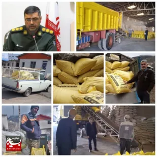 توزیع خوراک دام ارزان قیمت در مناطق کم برخوردار لاریجان آمل