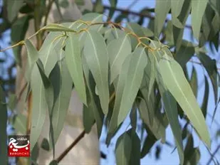 تولید ۱۴۴ تُن اسانس اکالیپتوس در صنعت نیشکر خوزستان