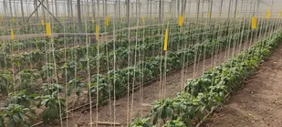 احداث ۱۰۱هکتار گلخانه در سال در پیشوا