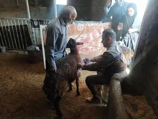 واکسن&zwnj;زنی ۳۲۰۰ رأس دام در رزمایش جهادی خرم&zwnj;آباد