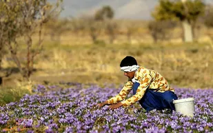گردشگری کشاورزی در زنجان راه&zwnj;اندازی می&zwnj;شود