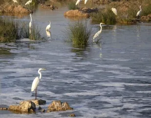 سرشماری موفق پرندگان مهاجر در دو تالاب ایذه