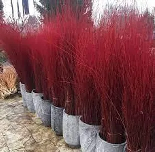 درختچه&zwnj;های پربرکت/ فرصتی که برای ۱۰۰ خانوار اشتغال ایجاد کرد