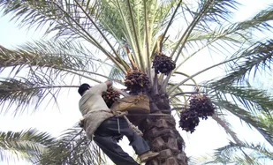 نخلستان&zwnj;های ایلام در مسیر توسعه ارقام اقتصادی خرما