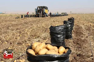 برداشت سیب&zwnj;زمینی تابستانه از مزارع اردبیل آغاز شد
