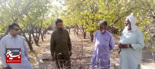اجرای طرح های فضای سبز در باغ سپاه در تفتان