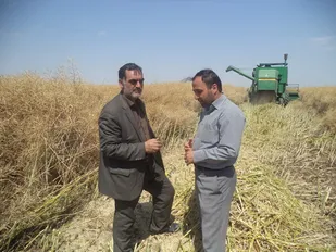 برداشت کلزا از اراضی منطقه ایلخیچی آغاز شد