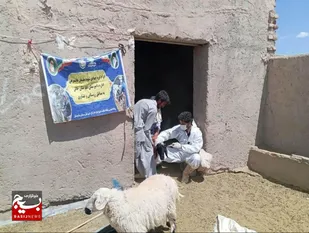 خدمات جهادی دامپزشکی به عشایر ایرندگان خاش ارائه شد