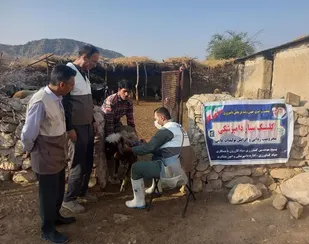 رزمایش جهادی &laquo;حافظان سلامت و امنیت غذایی&raquo; همزمان با هفته دامپزشکی در کازرون