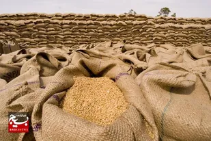 تولید بیش از ۳ هزار تن گندم بذری در تعاون روستایی اهواز