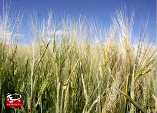 خرید بیش از ۸۳۰ هزار تن گندم از کشاورزان خوزستانی