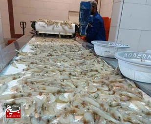 برداشت موفق ۸۵۰ تن میگو در کنارک بدون بروز بیماری&zwnj; زیر نظارت دامپزشکی