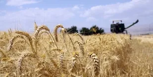 ۴۰۰ هزار تن گندم در استان ایلام تولید شد