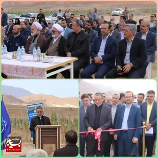 بهره&zwnj;برداری از باغ انگور &laquo;دارای طرح سیستم داربستی&raquo; در بسطام