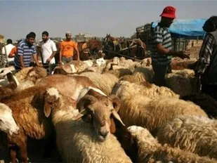 کشف 200 رأس دام فاقد مجوز در دهلران