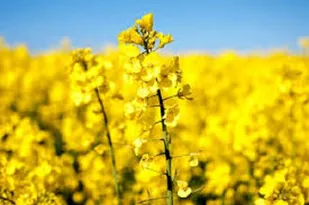 پیش&zwnj;بینی برداشت ۷۵۰ تن محصول کلزا از مزارع میاندوآب
