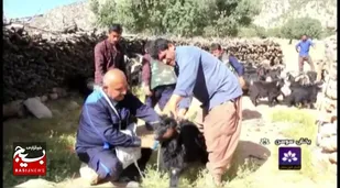 واکسیناسیون ۱۵ هزار راس دام در بخش سوسن شرقی ایذه +فیلم