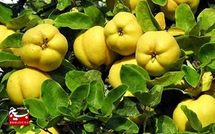 نخستین جشنواره به و مربا در شهربابک برگزار می&zwnj;شود