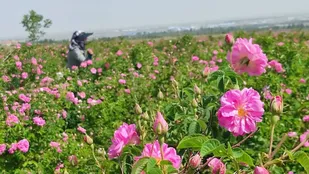 برداشت گل محمدی از مجموعه کشت و صنعت حسینیه اعظم زنجان
