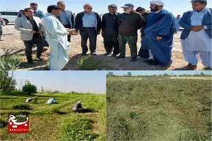 سالیانه ۱۴ هزار تن حنا در سیستان&zwnj;وبلوچستان تولید می&zwnj;شود