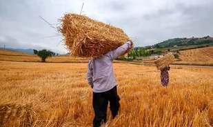 تداوم روند صعودی خرید تضمینی گندم در خوزستان/ عبور از ۲۳۰ هزار تن