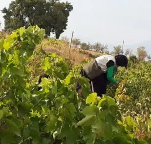 برداشت محصول انگور از باغات توسط بسیجیان خوانساری