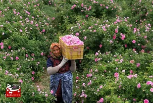 کشت گل محمدی با آبیاری قطره&zwnj;ای در دل کویر/بازگشت امید به روستای &laquo;هریسک علیا&raquo; با کار جهادی