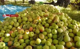 پیش&zwnj;بینی خرید هزار تن سیب پادرختی از باغداران لرستانی