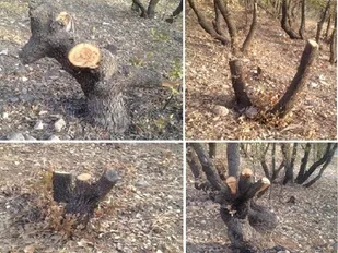 جمع&zwnj;آوری روزانه ۳۸۰ تن زباله در سنندج