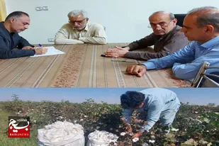 کشت قراردادی یک هزار هکتار پنبه در سیستان و بلوچستان