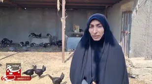 اقتصاد محلی سیستان با مرغ بومی جان تازه می&zwnj;گیرد