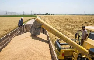 پرداخت بیش از 13 هزار میلیارد ریال از مطالبات گندمکاران زنجانی