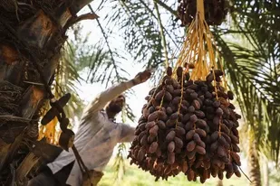 شادگان میزبان جشنواره خرما