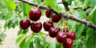 برداشت آلبالو و گیلاس از ۸۰۰ هکتار باغ در شاهرود