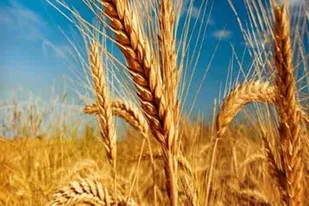 گندم اسدآباد جزو مرغوب&zwnj;ترین&zwnj;ها در غرب کشور است
