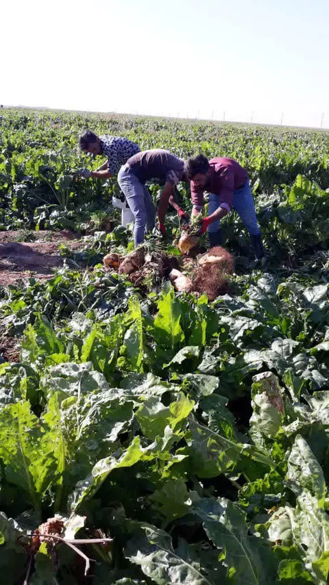 الگوی عملی درمسیر خودکفایی حوزه کشاورزی و امنیت غذایی