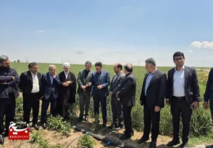 90 درصد مزارع سیب زمینی اردبیل تحت پوشش آبیاری نوین