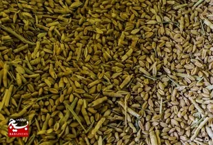 کشتی حامل ۲۷ هزار تن گندم در بندر بوشهر پهلو می&zwnj;گیرد