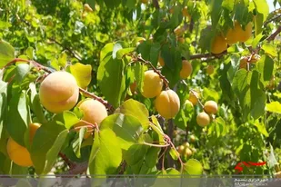 برداشت نوبرانه زردآلو در شهرستان تفتان سیستان و بلوچستان