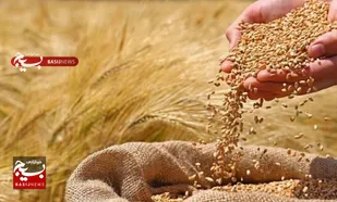 تلاش کشاورز روستایی هندیجان برای تولید گندم