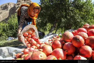 برداشت انار در روستای نمهیل