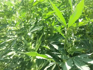 کشف ۳۵۰ بوته ماده مخدر گل در شهر رویان + تصاویر