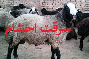 &zwnj;دزدي گوسفندان بدون چوپان در خمين/سارق به 5 فقره سرقت اعتراف كرد