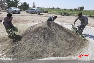 کلزا کاران دلگان برداشت کلزا را آغاز کردند