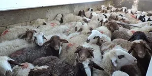 کامیون حامل دام قاچاق ناکام ماند

.