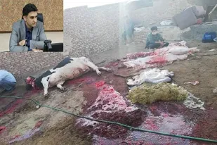 مراکز نگهداری غیر مجاز دام در یزد جمع آوری می شوند